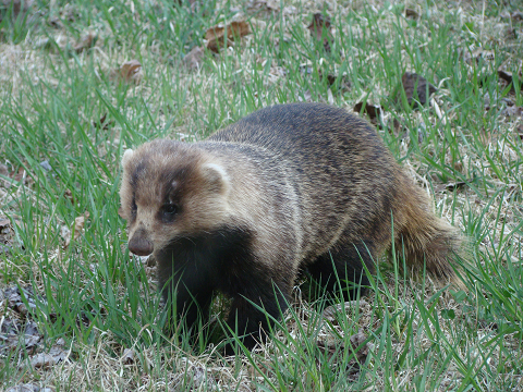 Albino badger found in Fukui 2