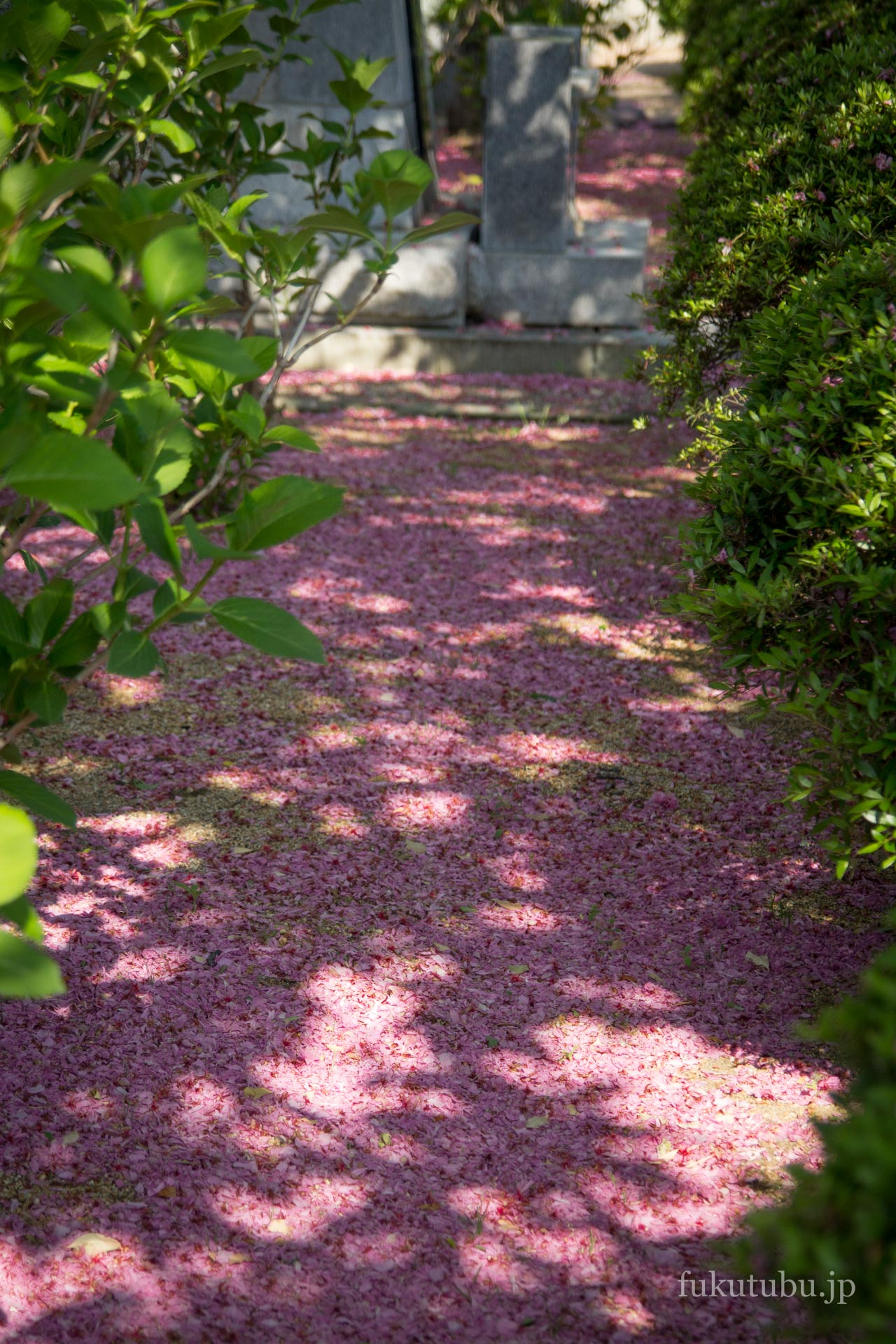 常光寺の八重桜(2014.5.8)