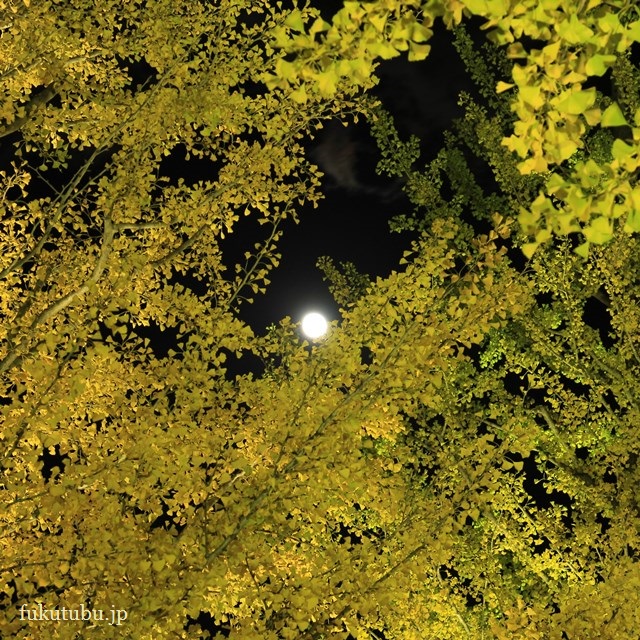 イチョウ光のプロムナード