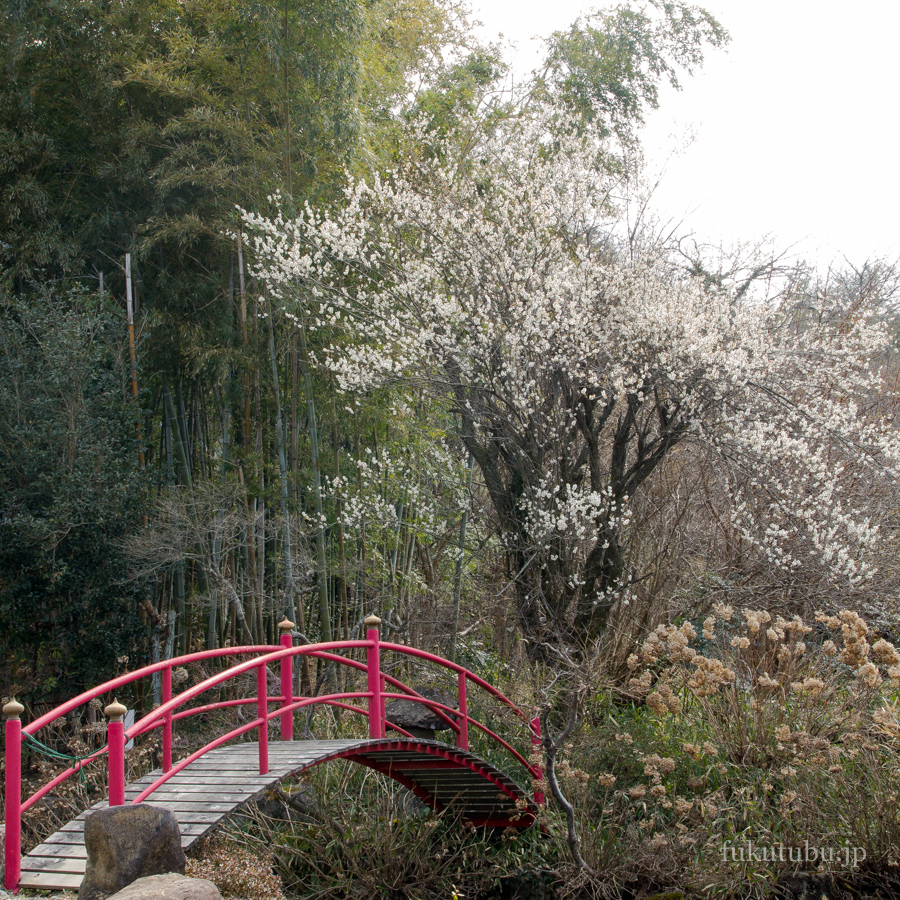 花見山公園梅201603052