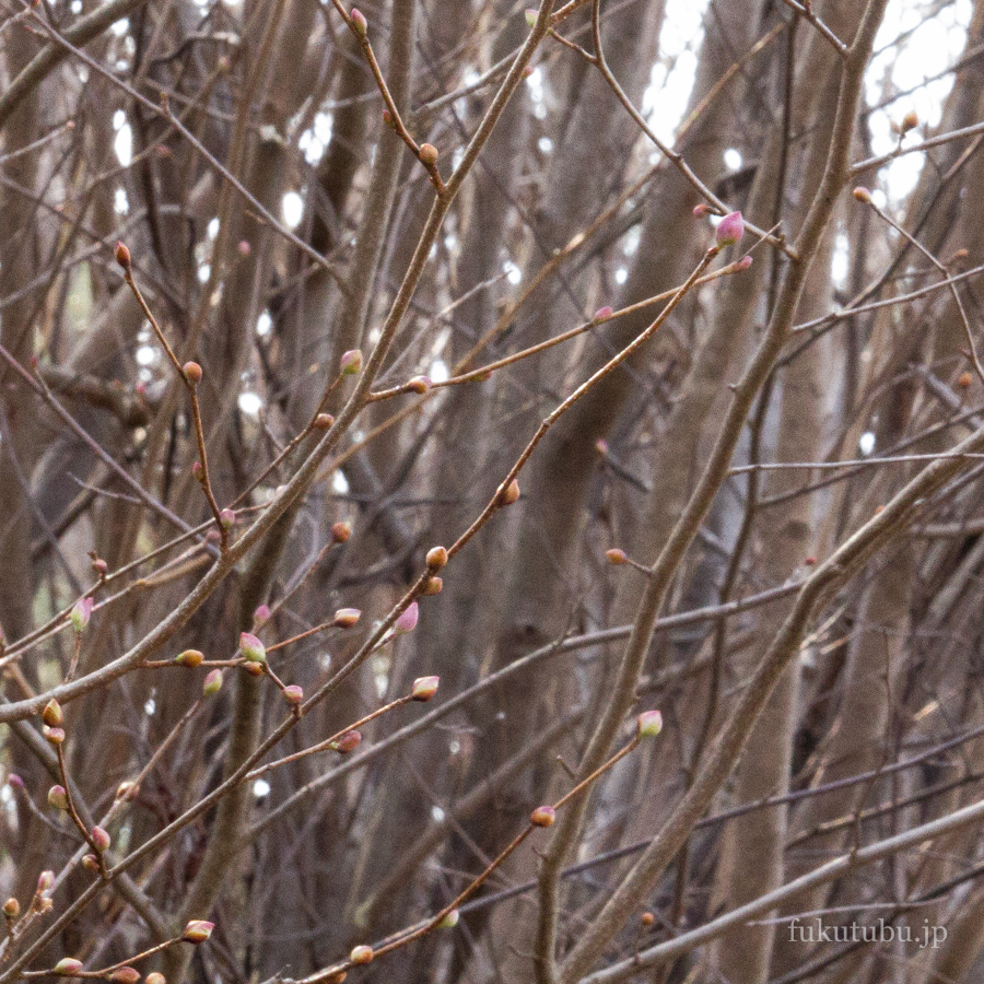 花見山公園日向水木201603