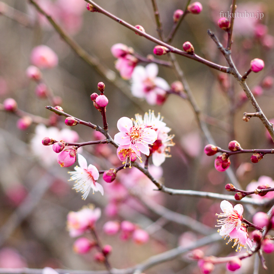 西田町梅ロード201603