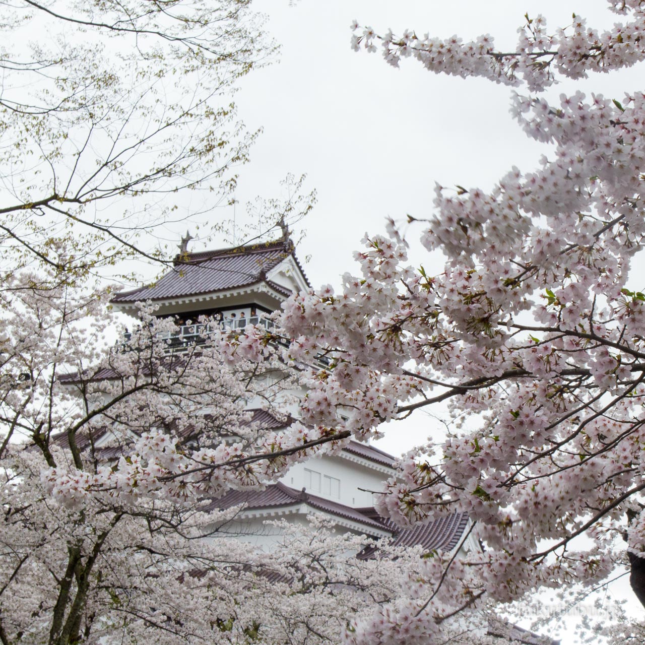 鶴ヶ城桜まつり