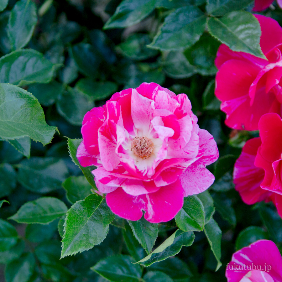 あづま香りのばら園