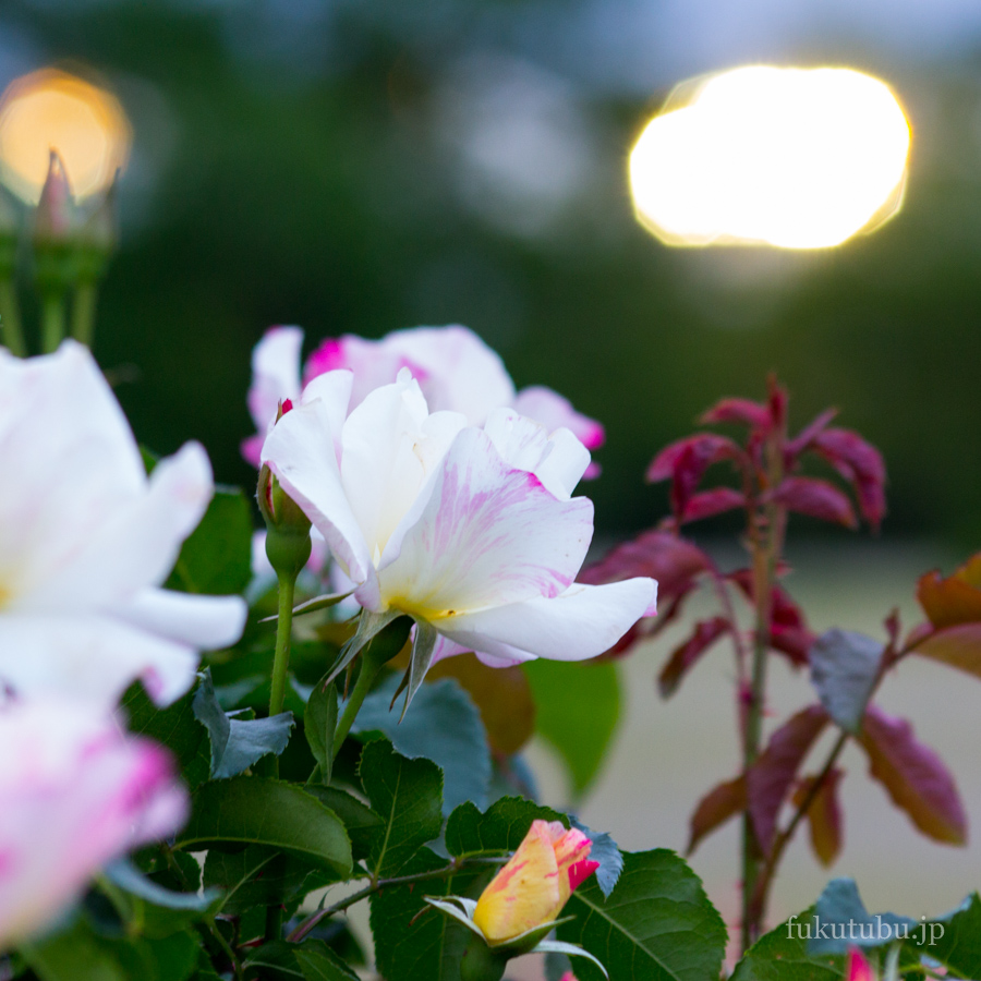 あづま香りのばら園