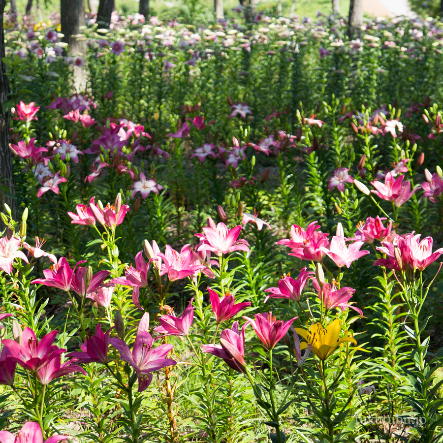 世界のあじさい園・ゆり園