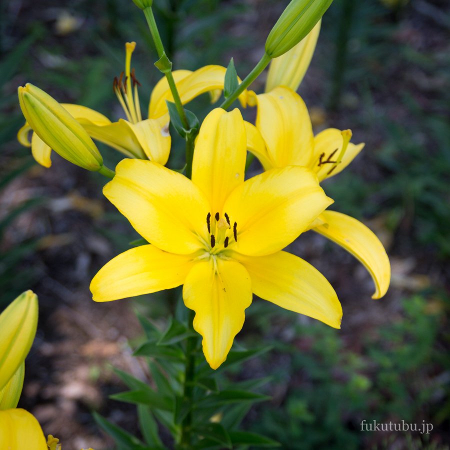 世界のあじさい園・ゆり園