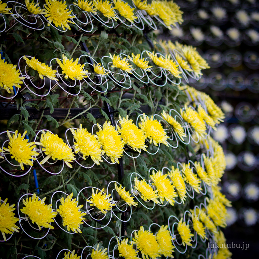 二本松の菊人形