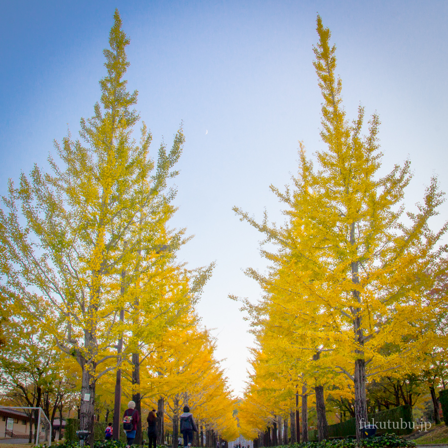 あづま総合運動公園イチョウ並木