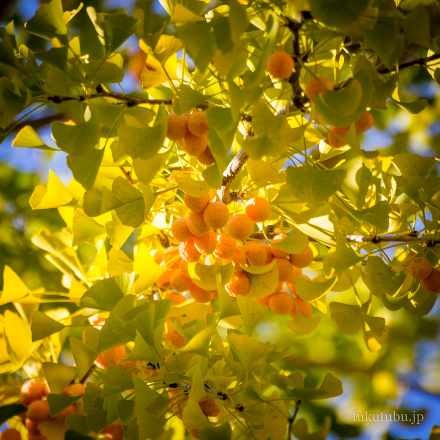 あづま総合運動公園イチョウ並木