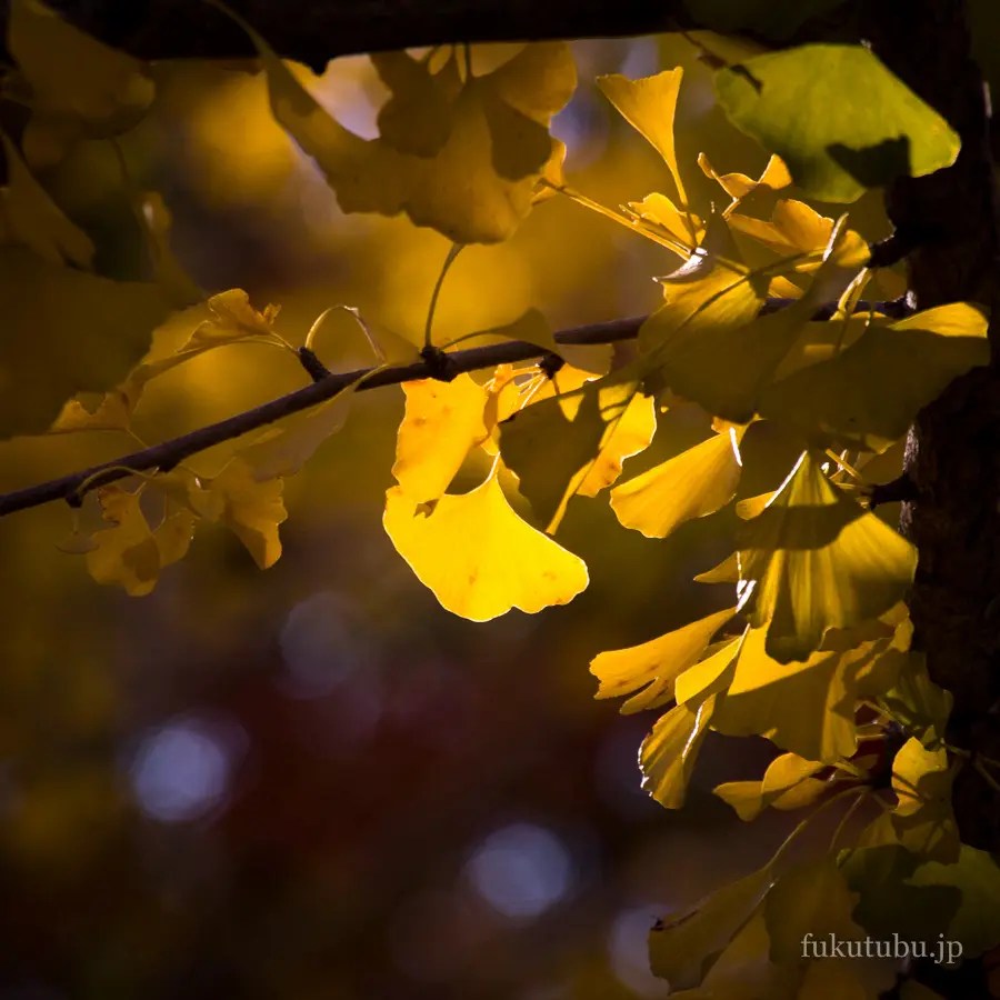 あづま総合運動公園イチョウ並木