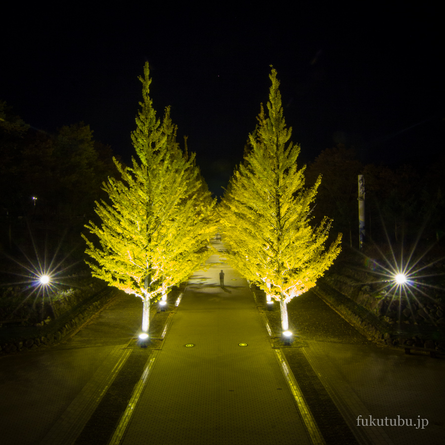 イチョウ光のプロムナード