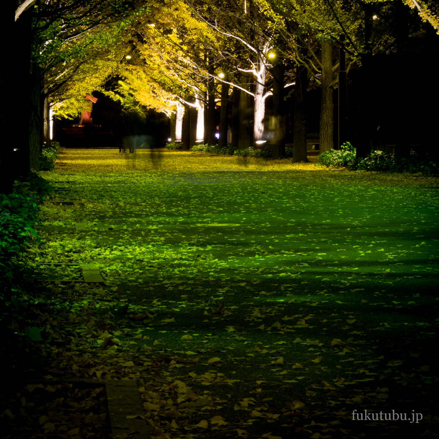 イチョウ光のプロムナード