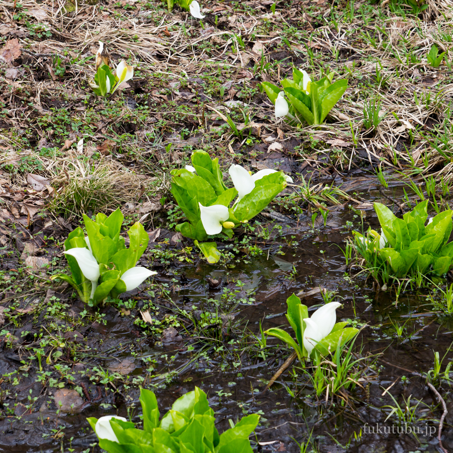 観音沼森林公園