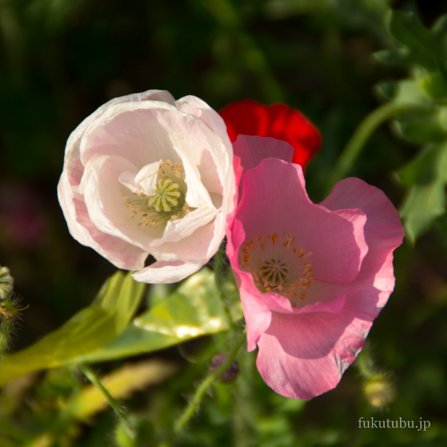 伊達市 二井屋公園
