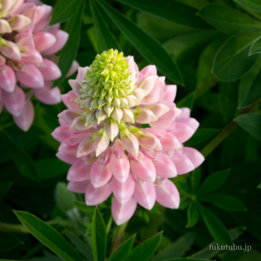 伊達市 二井屋公園