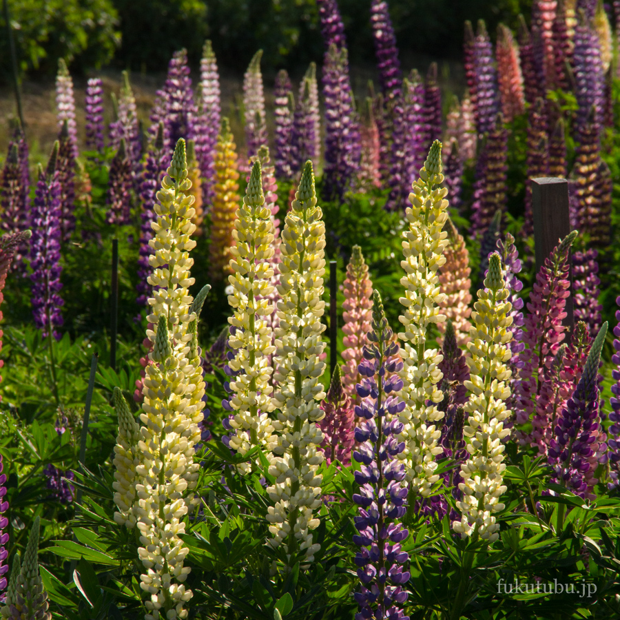 伊達市 二井屋公園