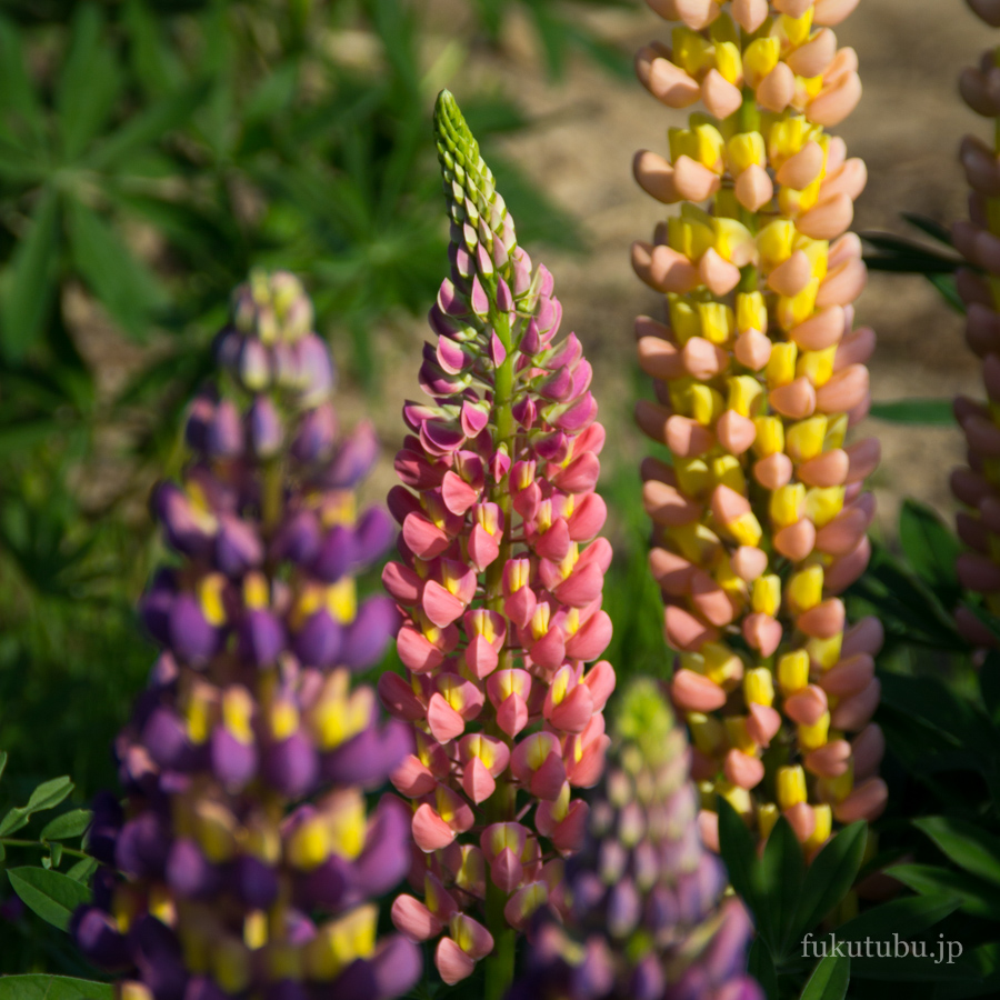 伊達市 二井屋公園