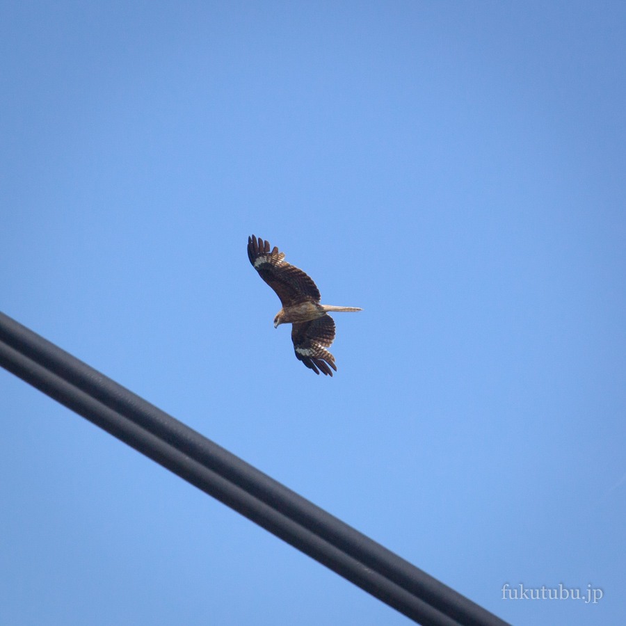 相馬市 松川浦大橋