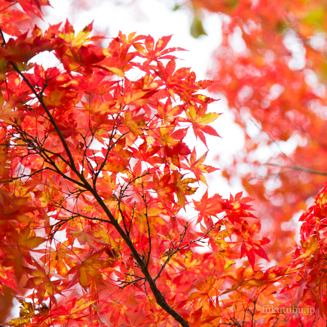 土津神社の紅葉