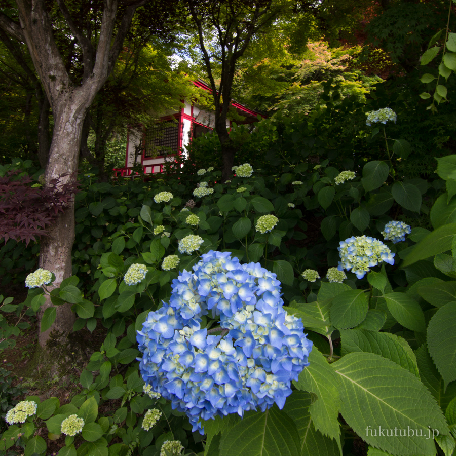 福島市 花見山公園（2017.6.17）