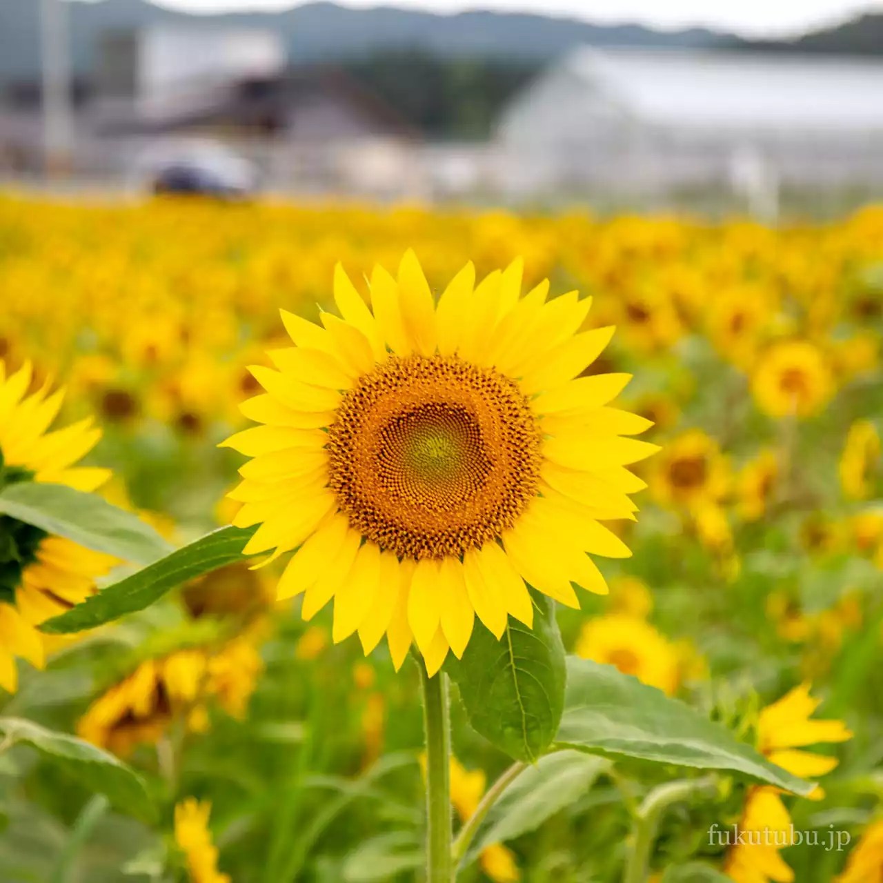 いいたて村の道の駅 までい館