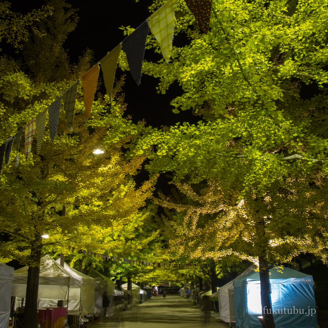 あづま総合運動公園　イチョウ並木ライトアップ