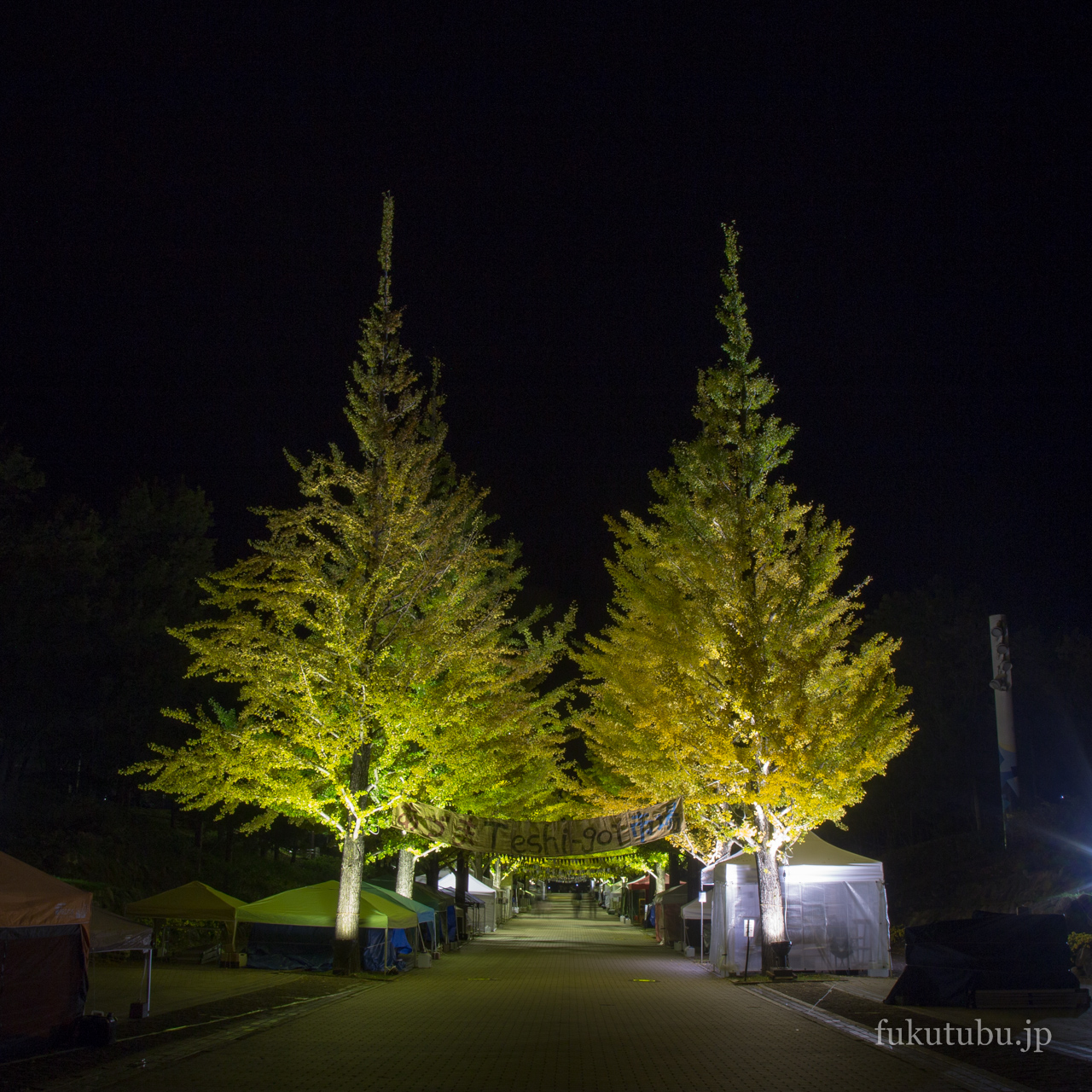 あづま総合運動公園　イチョウ並木ライトアップ