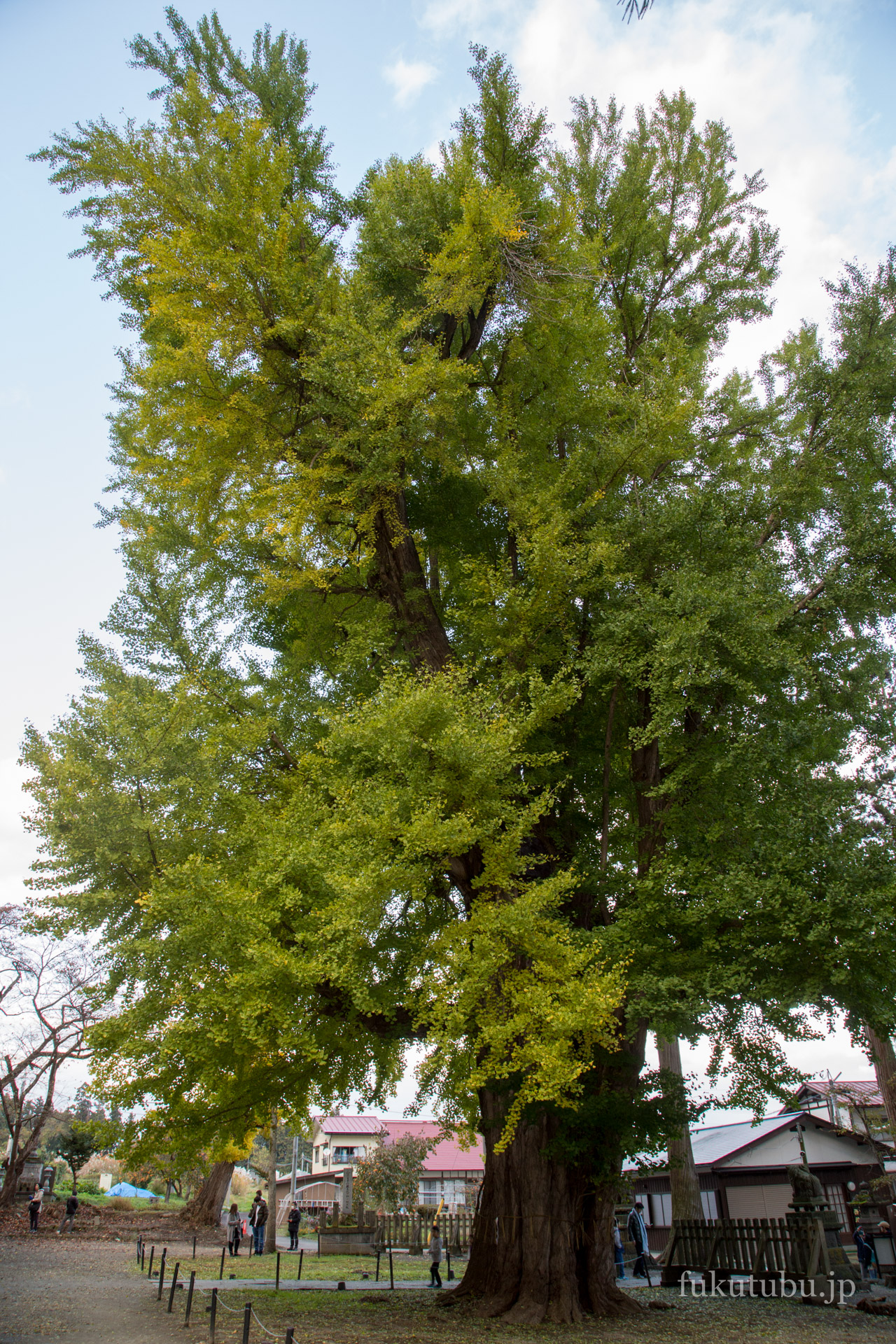新宮熊野神社長床の大イチョウ
