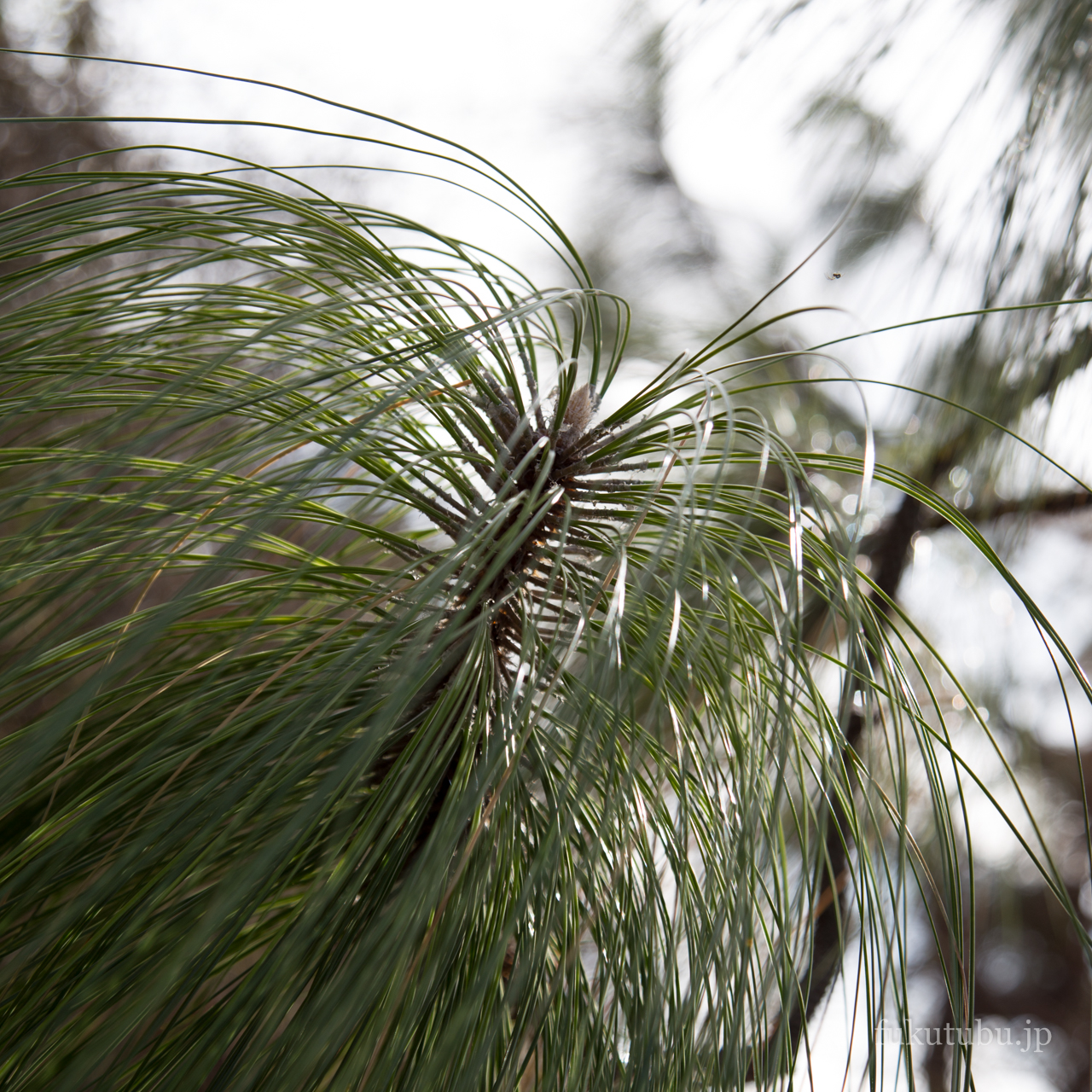 花見山公園（2018.3.24）