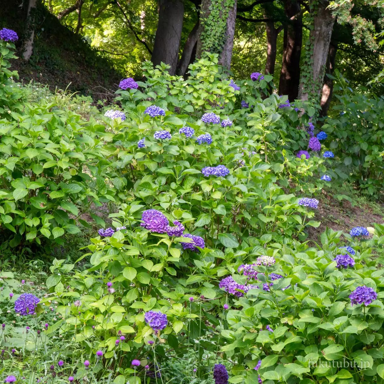 二本松市 霞ヶ城公園の紫陽花