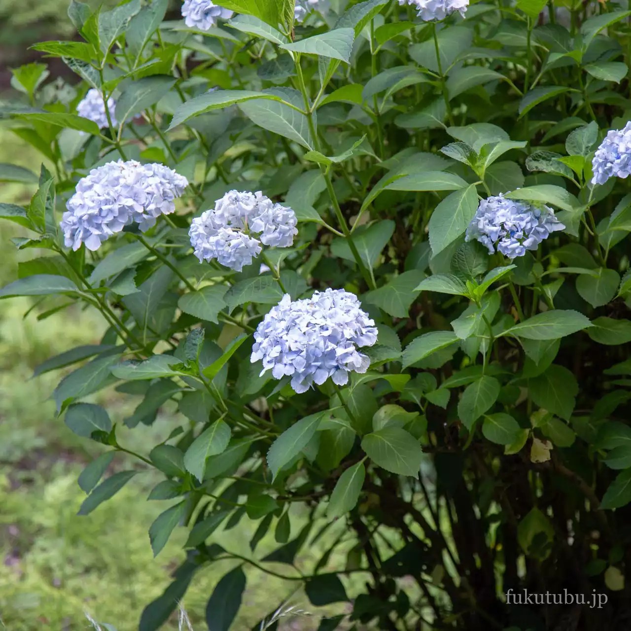 二本松市 霞ヶ城公園の紫陽花