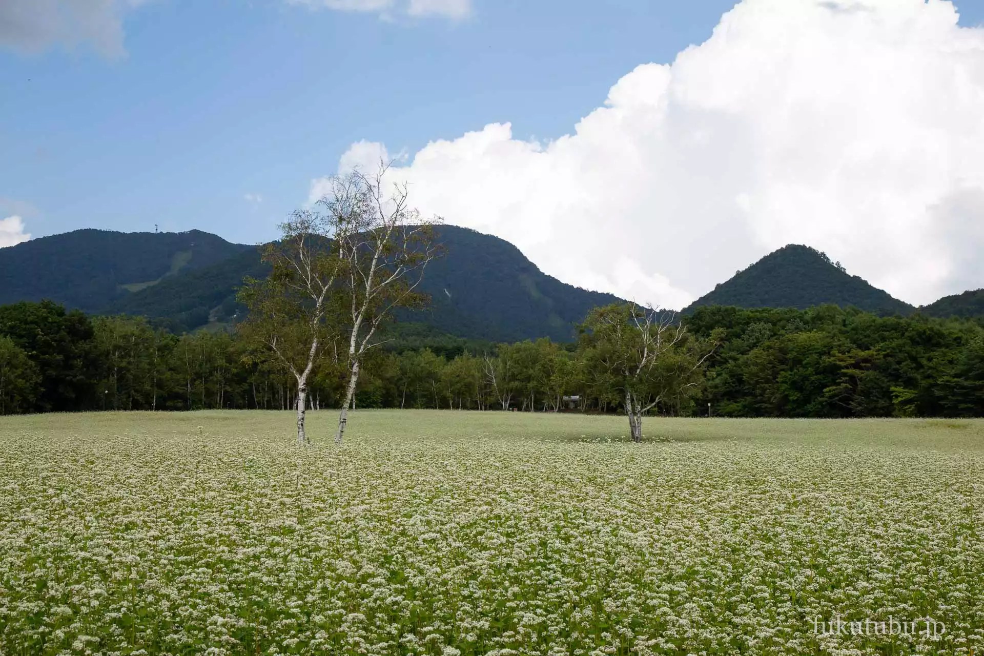 南会津町 たかつえそば畑