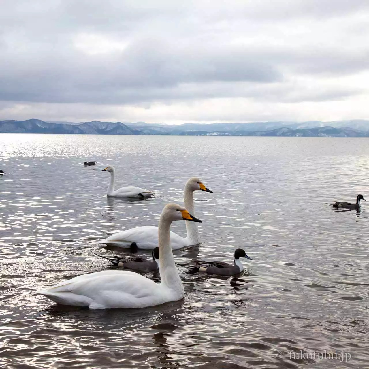 猪苗代湖 志田浜