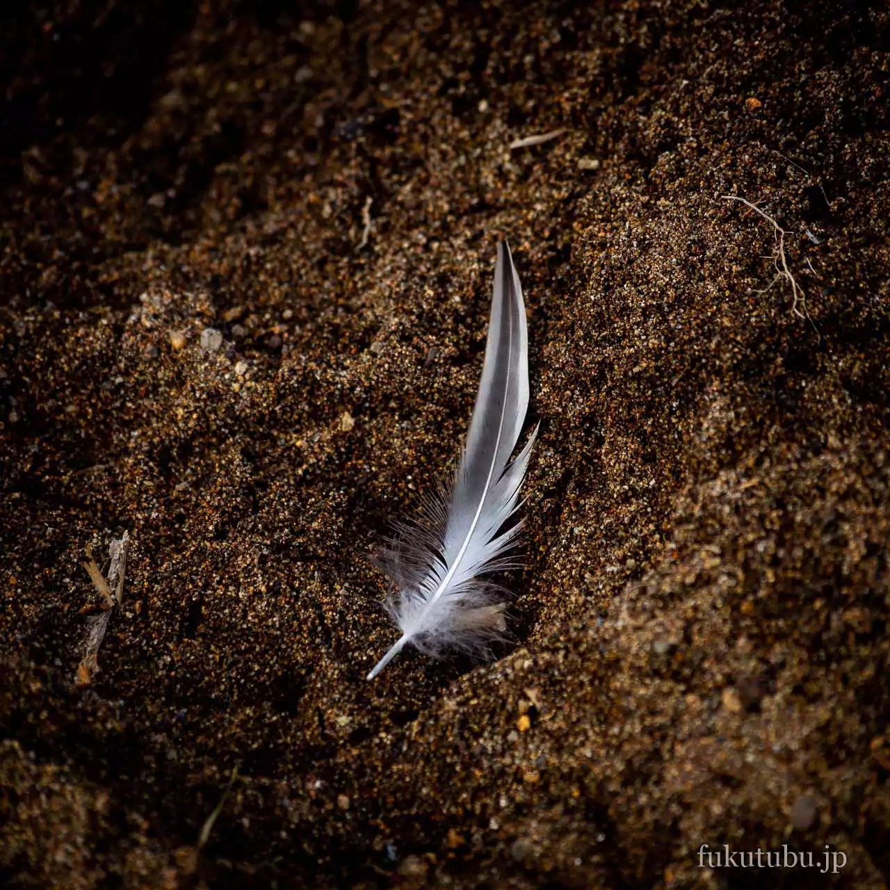 猪苗代湖 志田浜