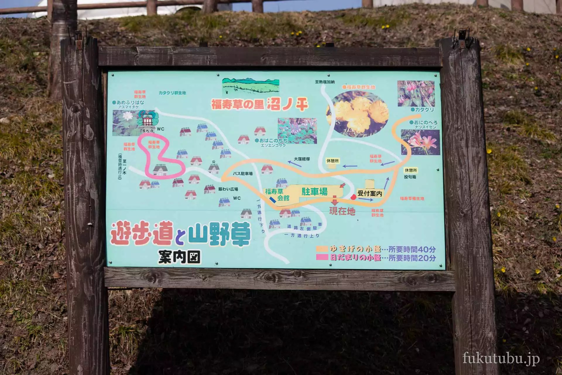 喜多方市沼ノ平 福寿草まつり