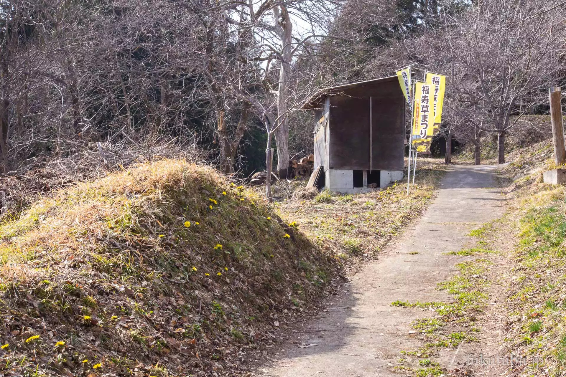 喜多方市沼ノ平 福寿草まつり