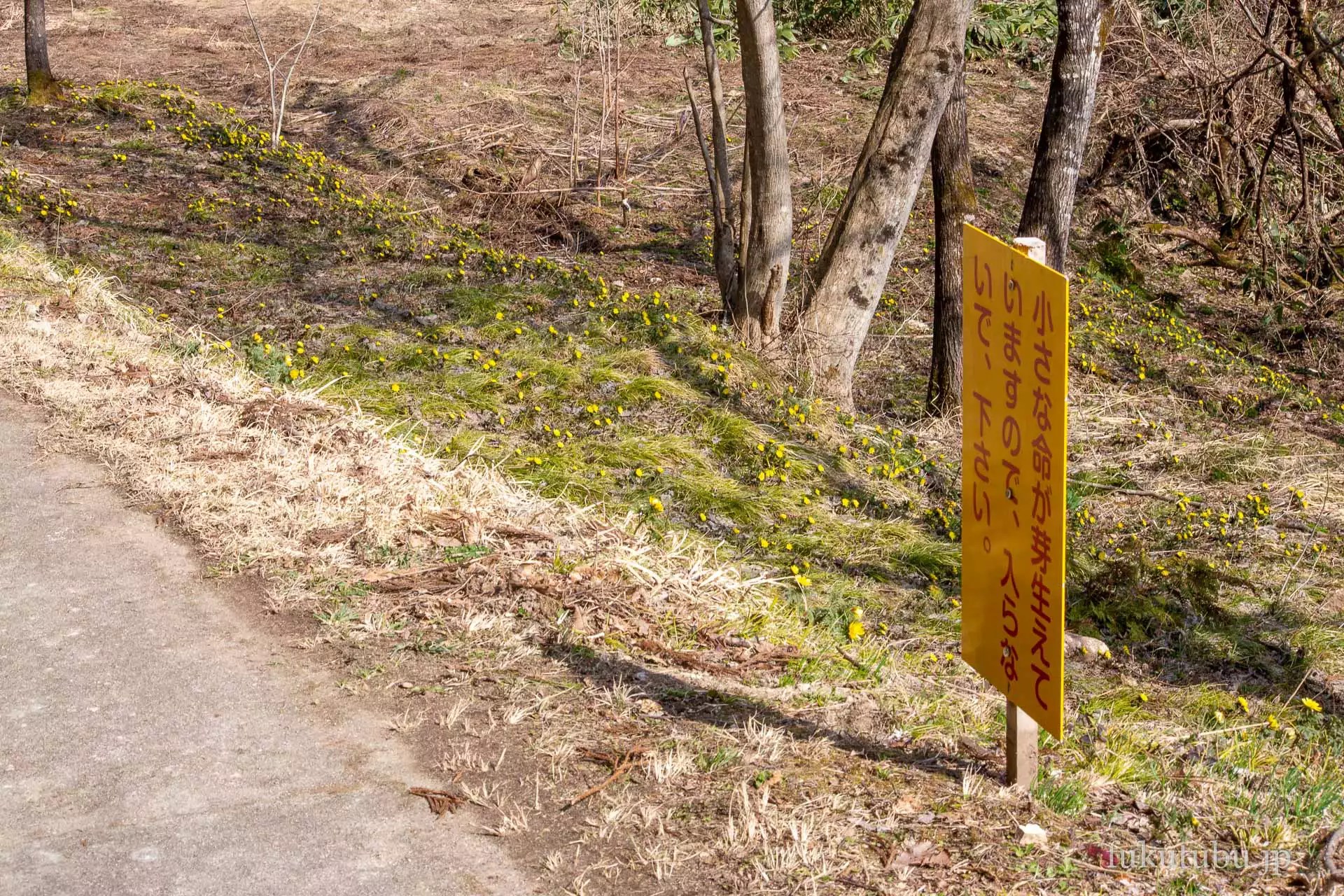 喜多方市沼ノ平 福寿草まつり