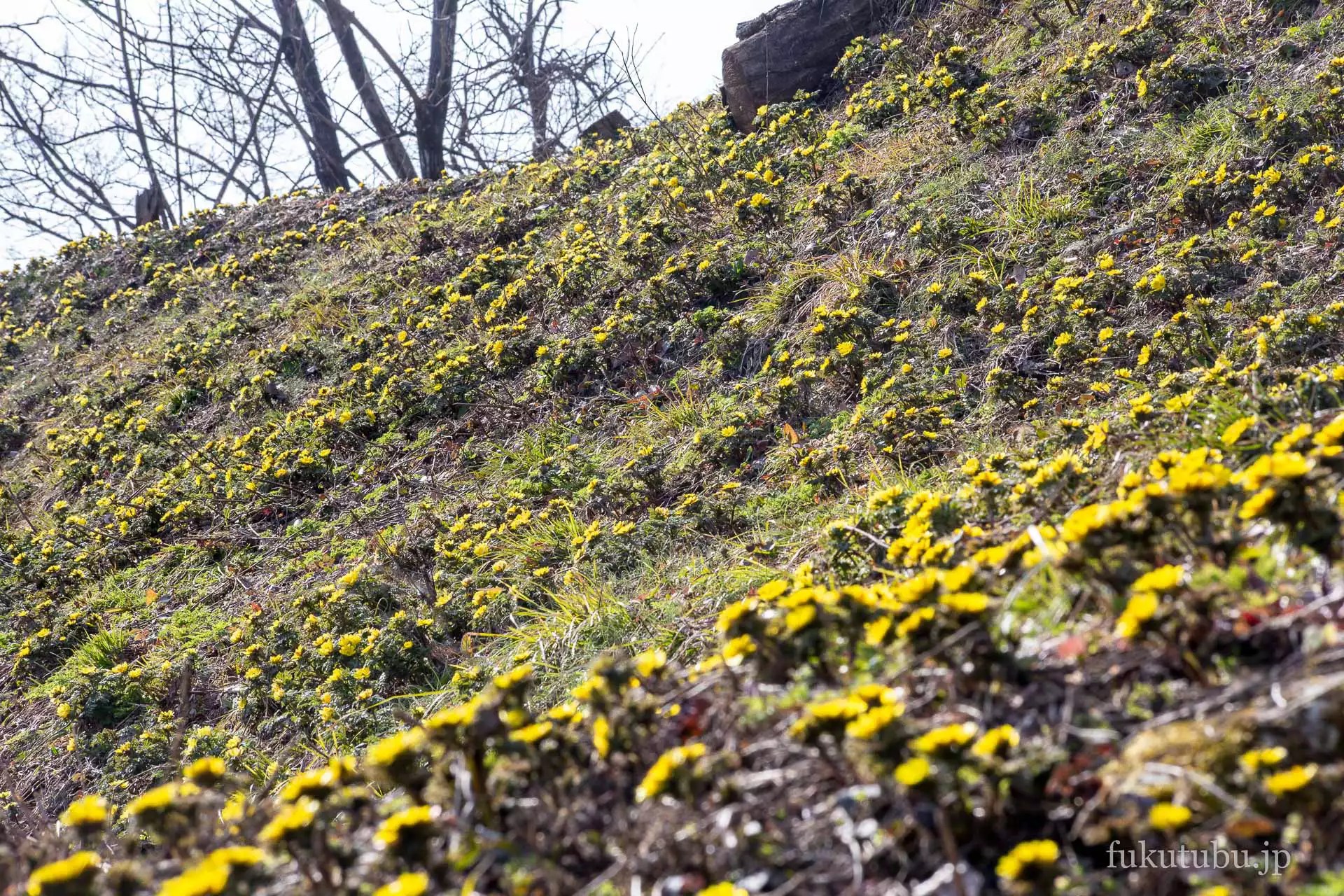 喜多方市沼ノ平 福寿草まつり