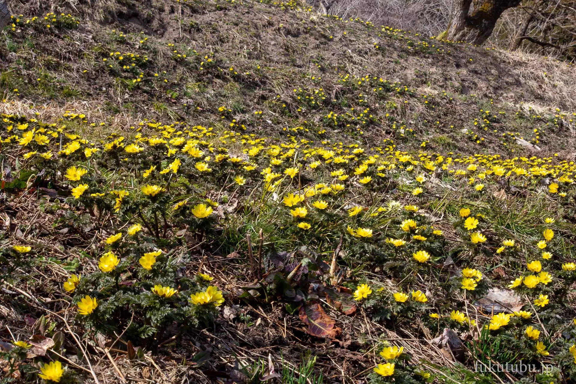 喜多方市沼ノ平 福寿草まつり