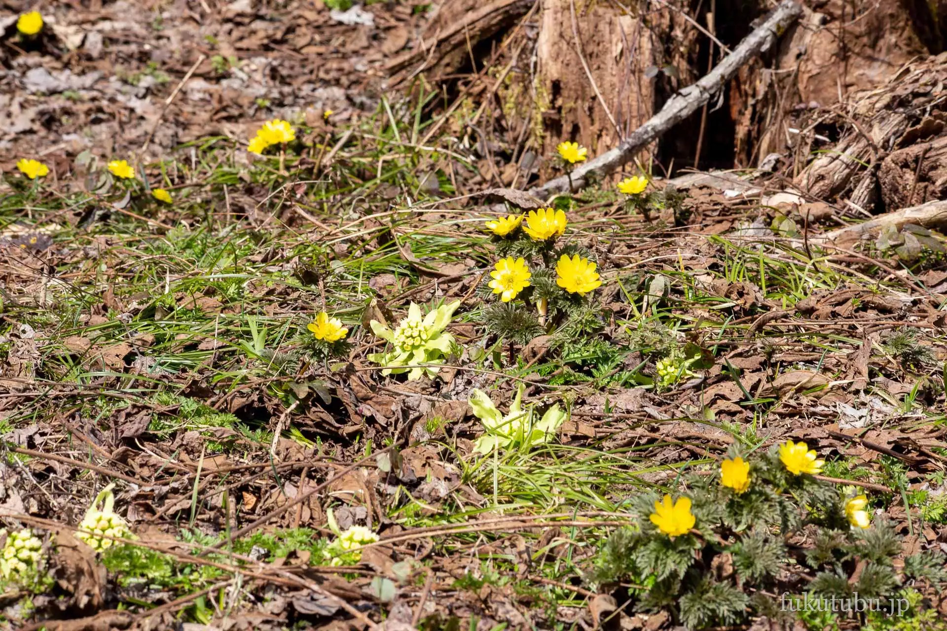 喜多方市沼ノ平 福寿草まつり