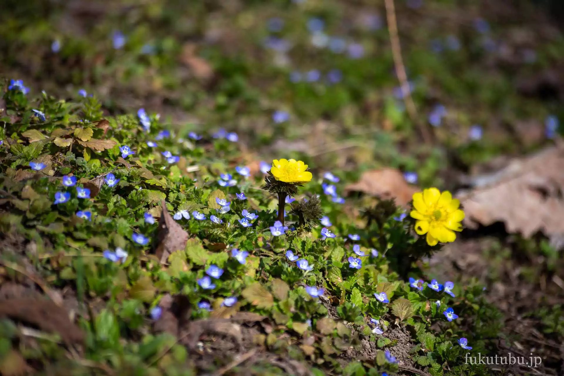 喜多方市沼ノ平 福寿草まつり
