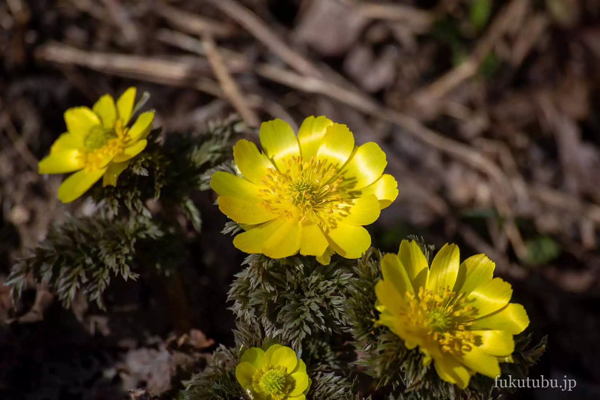 喜多方市沼ノ平 福寿草まつり