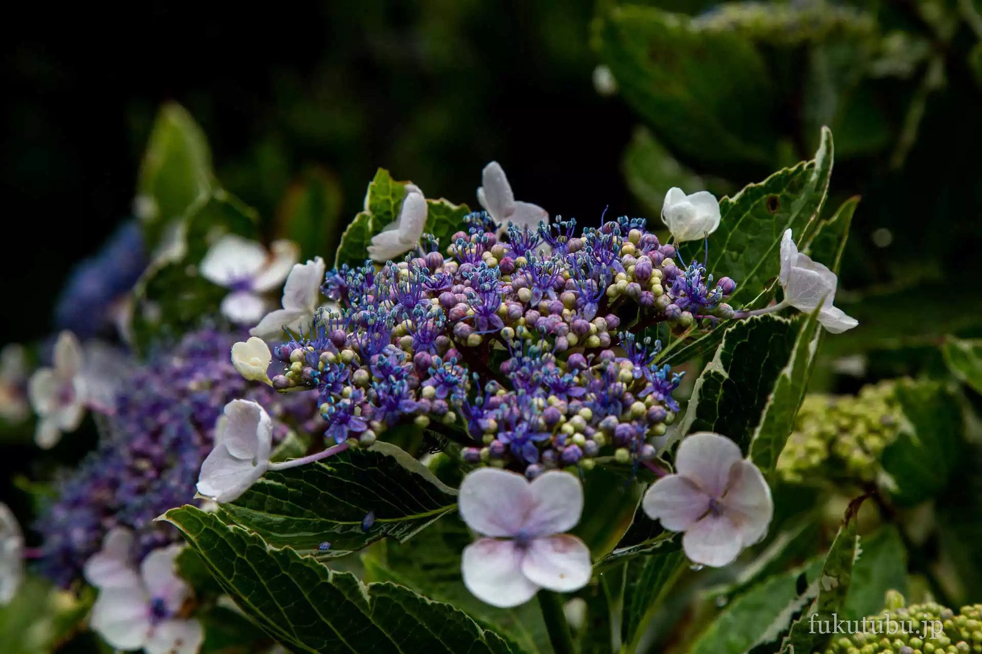 いわき市 波立寺