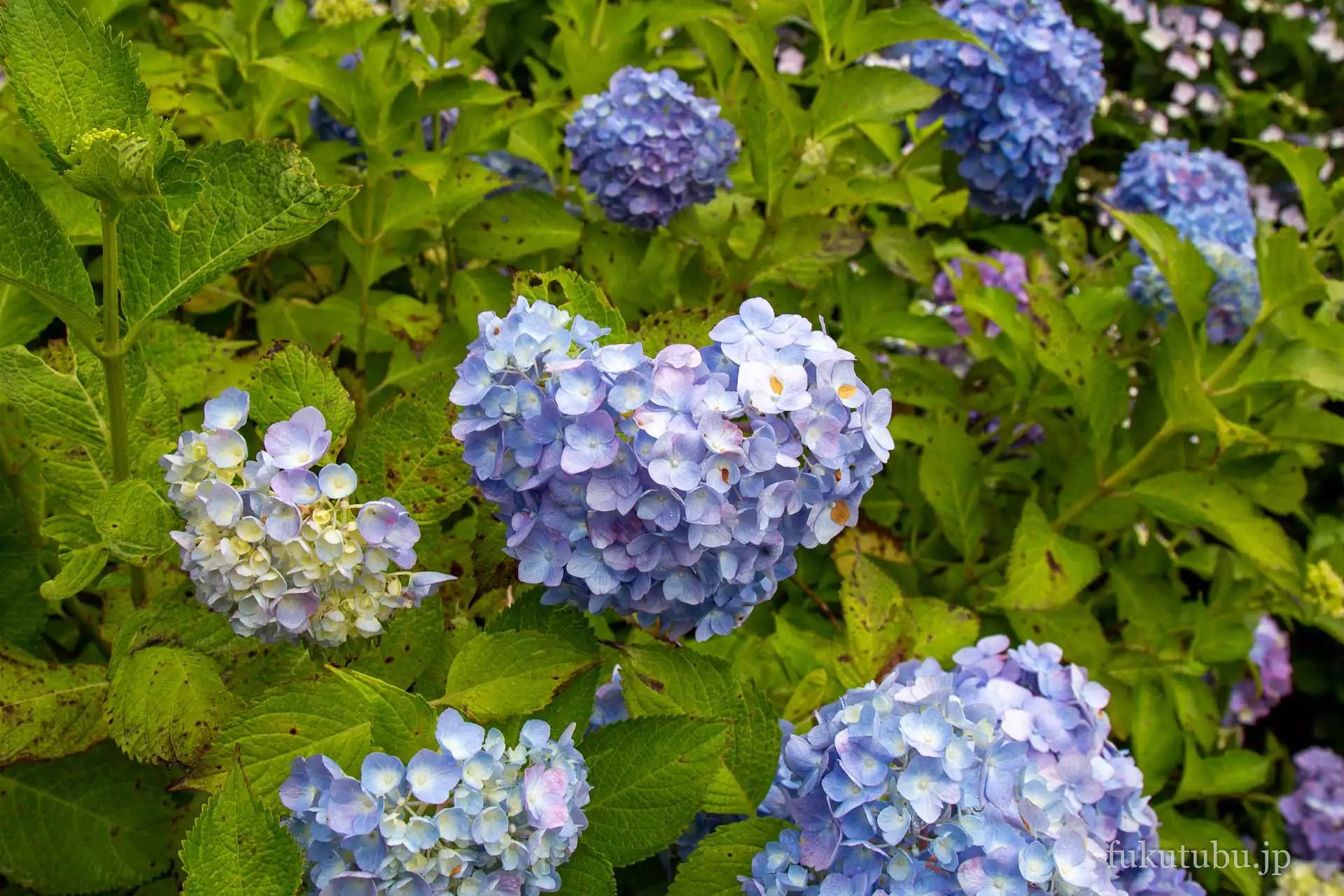 いわき市 波立寺
