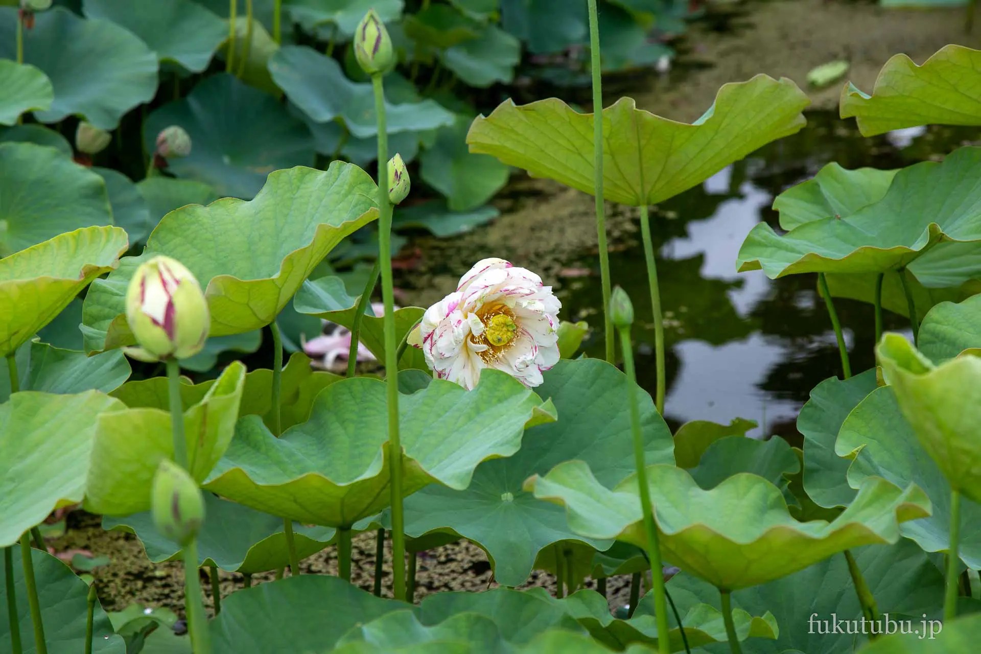 会津美里町 龍興寺華芳園の蓮