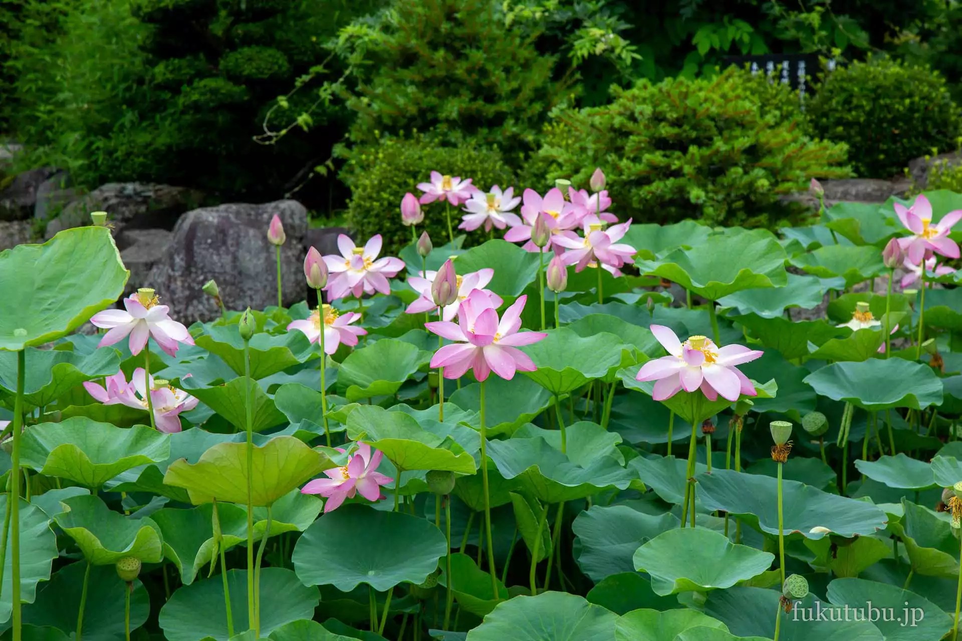 会津美里町 龍興寺華芳園の蓮