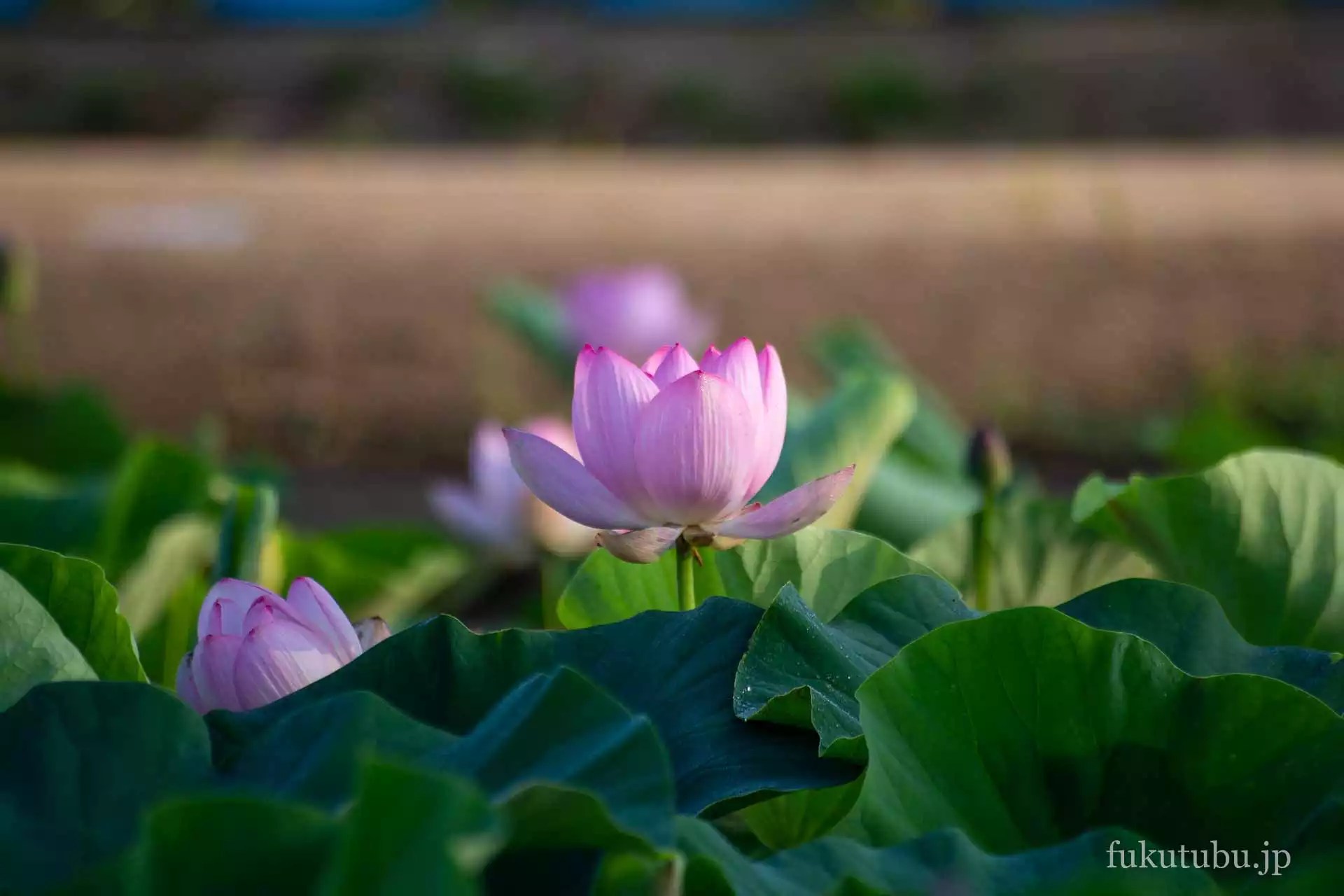 国見町 中尊寺蓮