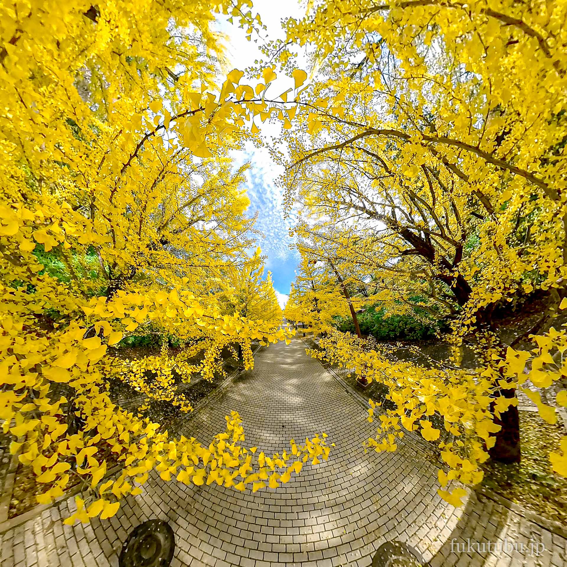 2021.01.27 あづま総合運動公園イチョウ並木