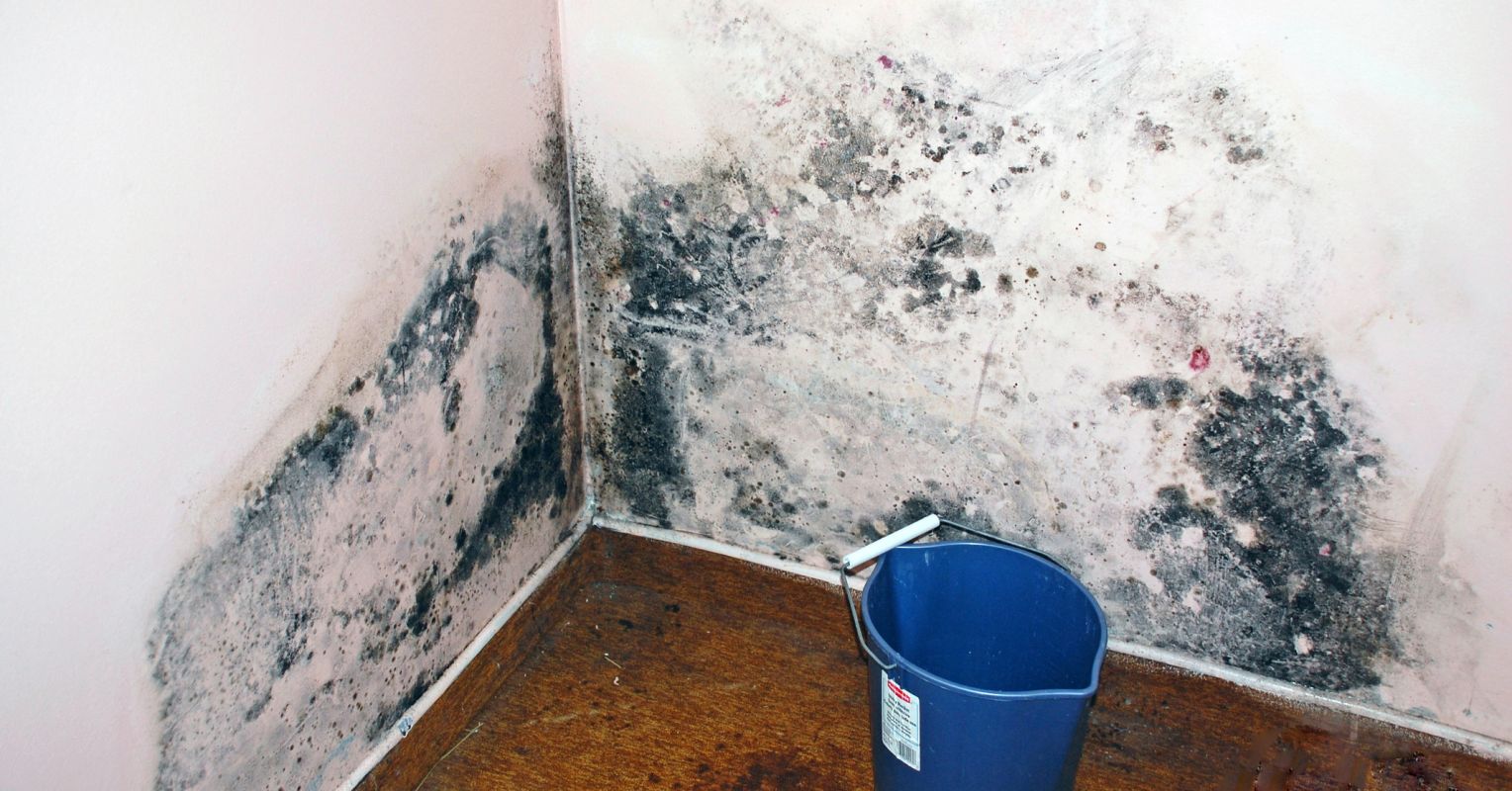 Mold on wakk
